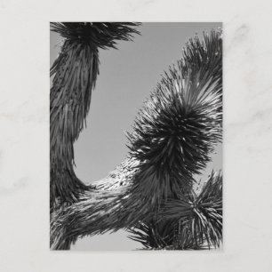 Nationaal park B&W Joshua Tree 4 Briefkaart