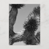 Nationaal park B&W Joshua Tree 4 Briefkaart (Voorkant)