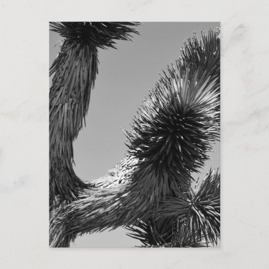 Nationaal park B&W Joshua Tree 4 Briefkaart (Voorkant)