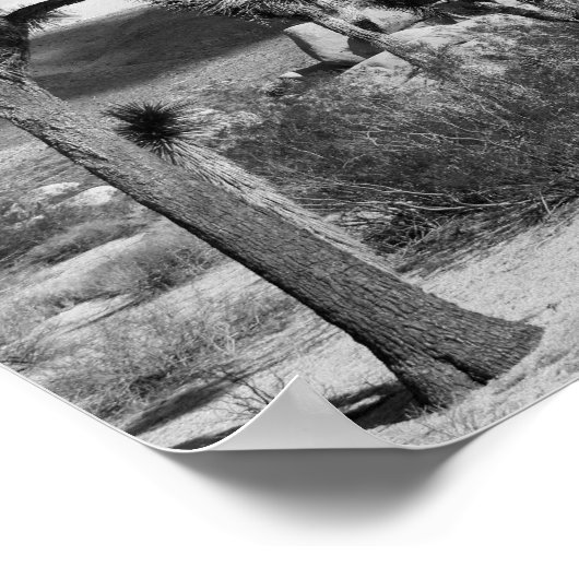 Nationaal park B&W Joshua Tree Poster (Hoek)