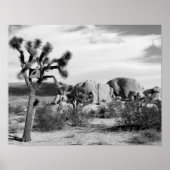 Nationaal park B&W Joshua Tree Poster (Voorkant)
