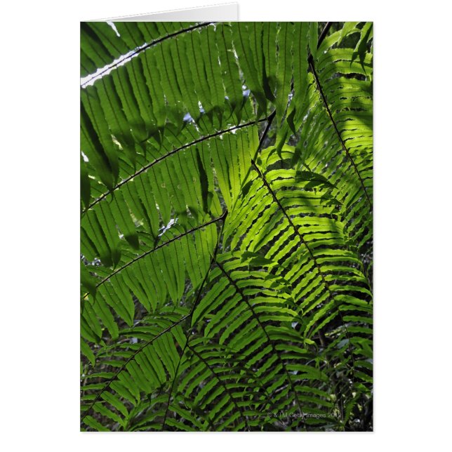 Nationaal park Bach Ma (Voorkant)