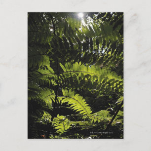 Nationaal park Bach Ma, Vietnam Briefkaart