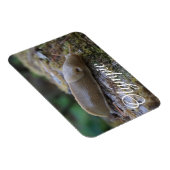 Nationaal Park Banana Slug in Mossy Log Magneet (Rechterzijde)