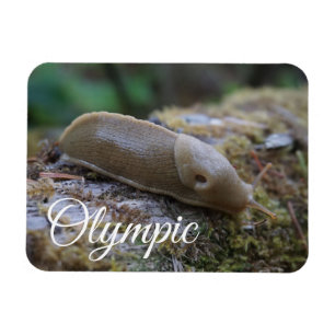 Nationaal Park Banana Slug in Mossy Log Magneet