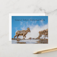 Nationaal park Big Horn Sheep Grand Teton