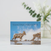 Nationaal park Big Horn Sheep Grand Teton Briefkaart (Staand voorkant)