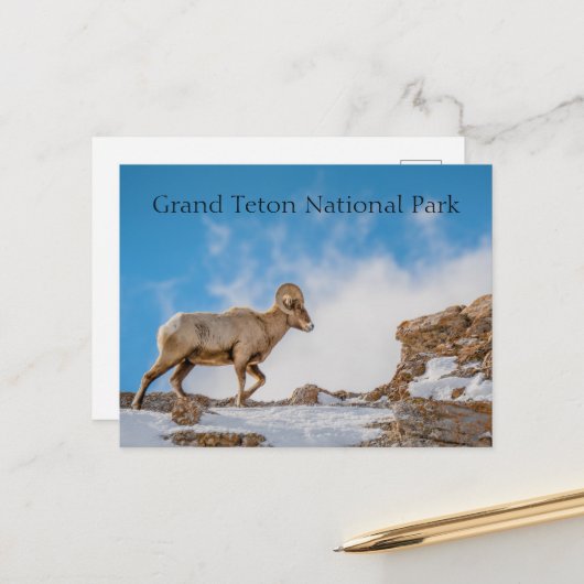 Nationaal park Big Horn Sheep Grand Teton Briefkaart (Voorkant / Achterkant in situ)