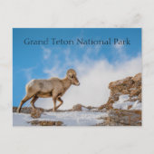 Nationaal park Big Horn Sheep Grand Teton Briefkaart (Voorkant)