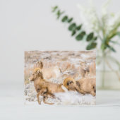 Nationaal park Big Horn Sheep Grand Teton Briefkaart (Staand voorkant)