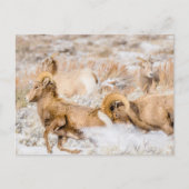 Nationaal park Big Horn Sheep Grand Teton Briefkaart (Voorkant)