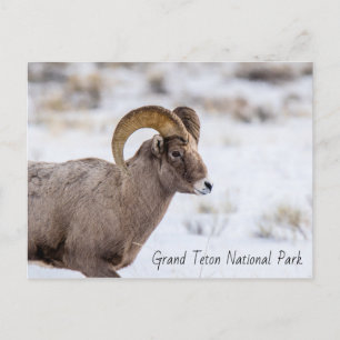 Nationaal park Bighorn Sheep Grand Teton Briefkaart