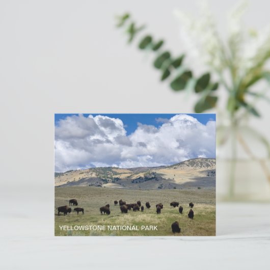 Nationaal Park Bison Fun Facts Yellowstone Briefkaart (Staand voorkant)