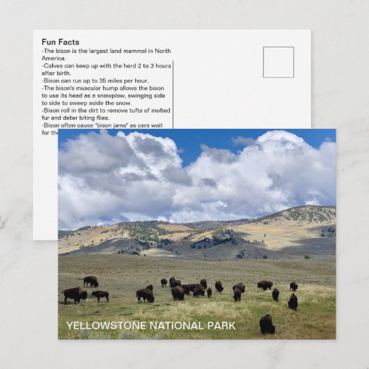 Nationaal Park Bison Fun Facts Yellowstone Briefkaart (Voorkant / Achterkant)