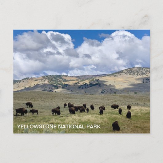 Nationaal Park Bison Fun Facts Yellowstone Briefkaart (Voorkant)