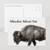 Nationaal park Bison Yellowstone Briefkaart (Voorkant / Achterkant)