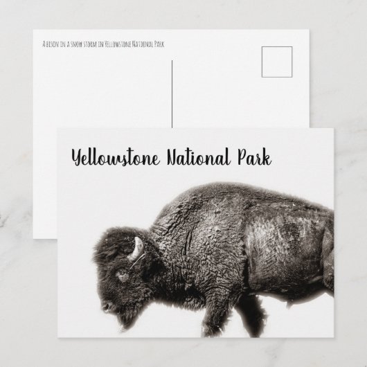 Nationaal park Bison Yellowstone Briefkaart (Voorkant / Achterkant)