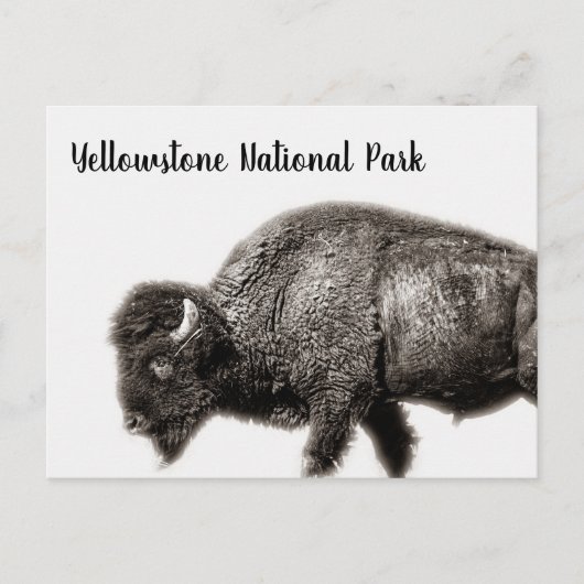 Nationaal park Bison Yellowstone Briefkaart (Voorkant)