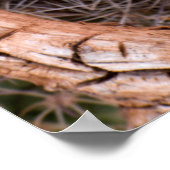 Nationaal park Capitol Reef, Claret Cup Cactus Poster (Hoek)