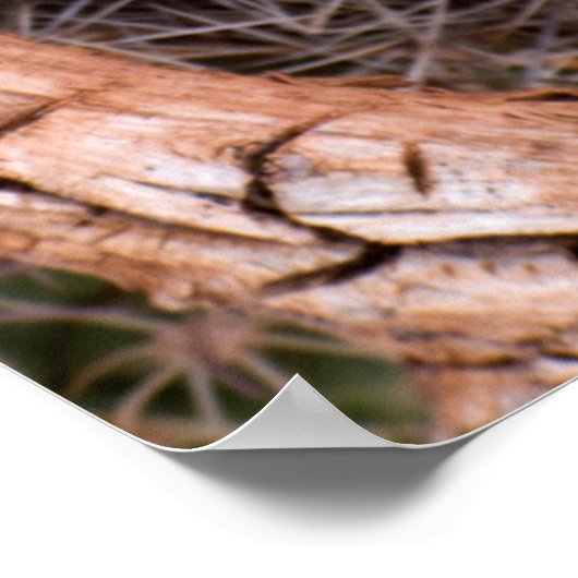 Nationaal park Capitol Reef, Claret Cup Cactus Poster (Hoek)