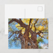 Nationaal park Capitol Reef, katoenhoutboom Briefkaart (Voorkant / Achterkant)