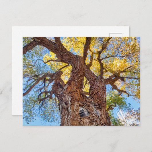 Nationaal park Capitol Reef, katoenhoutboom Briefkaart (Voorkant / Achterkant)