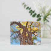 Nationaal park Capitol Reef, katoenhoutboom Briefkaart (Staand voorkant)