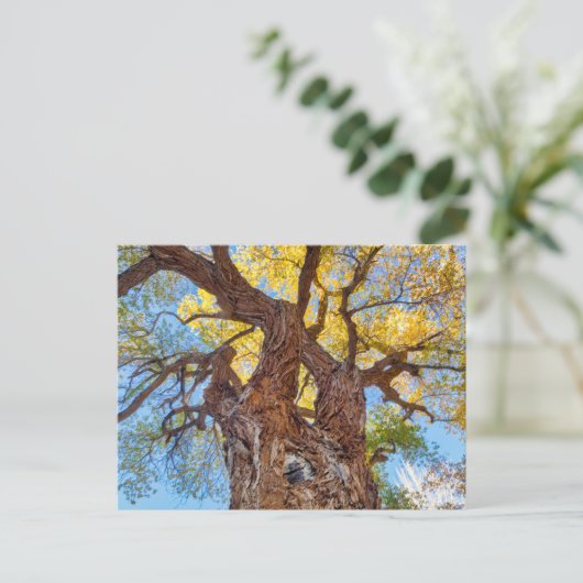 Nationaal park Capitol Reef, katoenhoutboom Briefkaart (Staand voorkant)