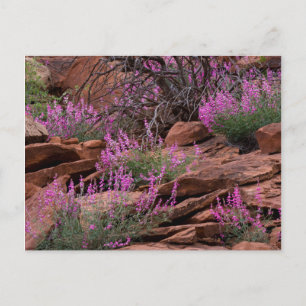 Nationaal park Capitol Reef, Utah, Verenigde State Briefkaart