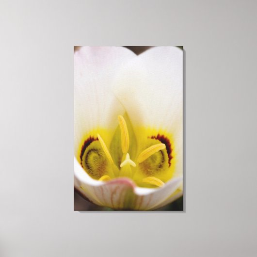 Nationaal Park Capitol Reef, Utah, Verenigde State Canvas Afdruk (Voorkant)