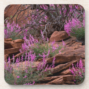 Nationaal park Capitol Reef, Utah, Verenigde State Drankjes Onderzetter