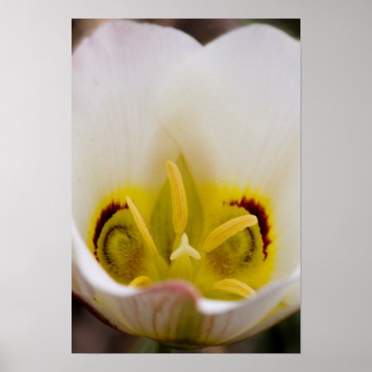 Nationaal Park Capitol Reef, Utah, Verenigde State Poster (Voorkant)