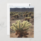 Nationaal park Cholla Gardens Joshua Briefkaart (Voorkant / Achterkant)