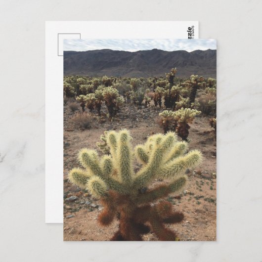 Nationaal park Cholla Gardens Joshua Briefkaart (Voorkant / Achterkant)