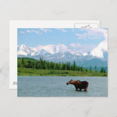 Nationaal park Denali Briefkaart (Voorkant / Achterkant)