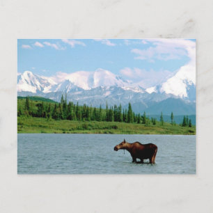 Nationaal park Denali Briefkaart