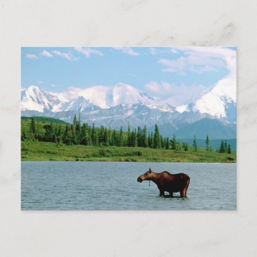 Nationaal park Denali Briefkaart (Voorkant)