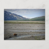 Nationaal Park Denali en Preserve, Alaska Briefkaart (Voorkant)