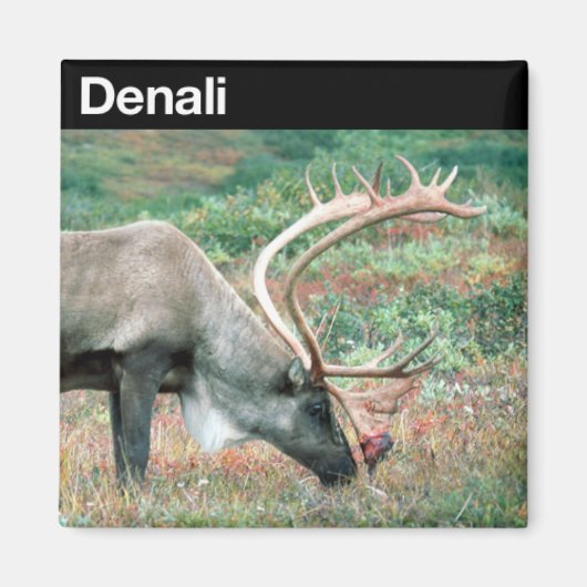 Nationaal park Denali Magneet (Voorkant)