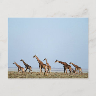 Nationaal park Etosha, Namibië 2 Briefkaart