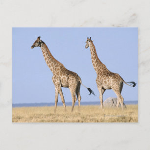 Nationaal park Etosha, Namibië 3 Briefkaart