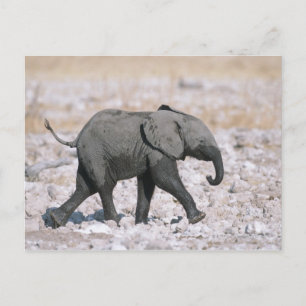 Nationaal park Etosha, Namibië Briefkaart