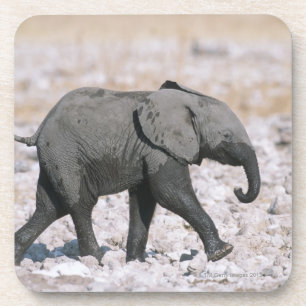 Nationaal park Etosha, Namibië Drankjes Onderzetter