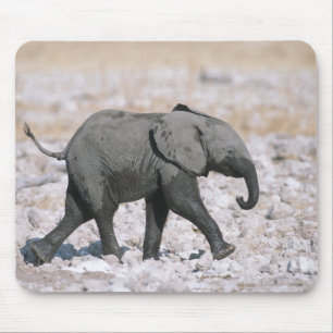 Nationaal park Etosha, Namibië Muismat