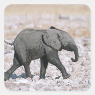 Nationaal park Etosha, Namibië Vierkante Sticker