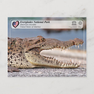 Nationaal park Everglades - Amerikaanse krokodil Briefkaart