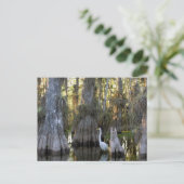 Nationaal park Everglades Briefkaart (Staand voorkant)