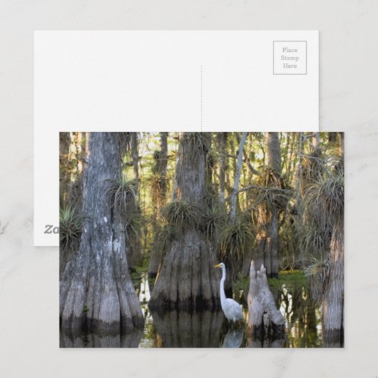 Nationaal park Everglades Briefkaart (Voorkant / Achterkant)
