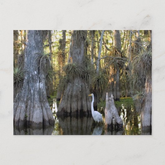 Nationaal park Everglades Briefkaart (Voorkant)