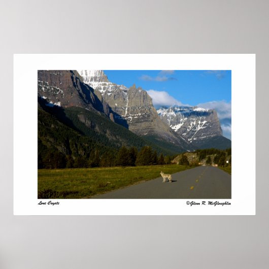 Nationaal park Glacier - Lone Coyote Poster (Voorkant)